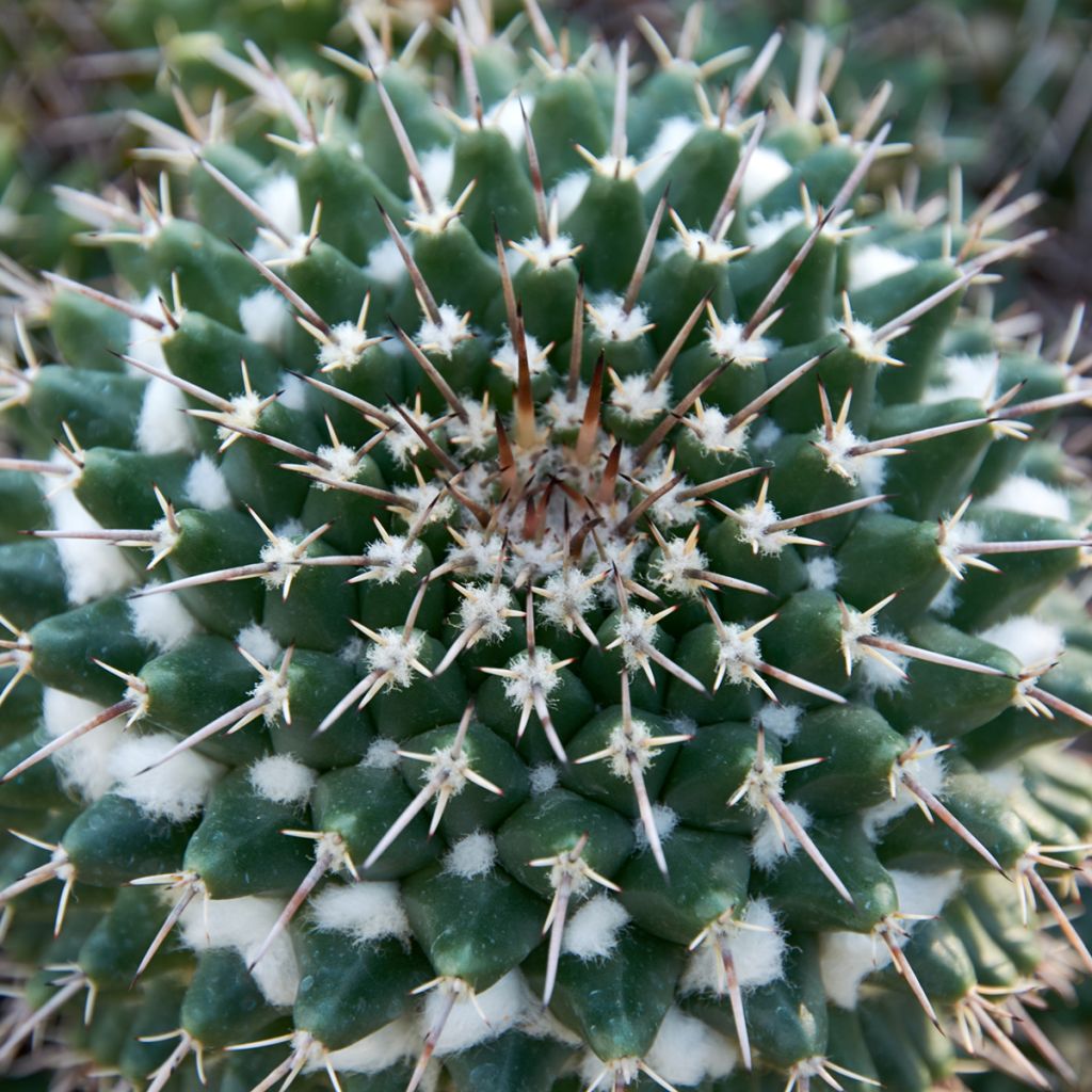 Mammillaria nejapensis Silver Arrows - Cactus
