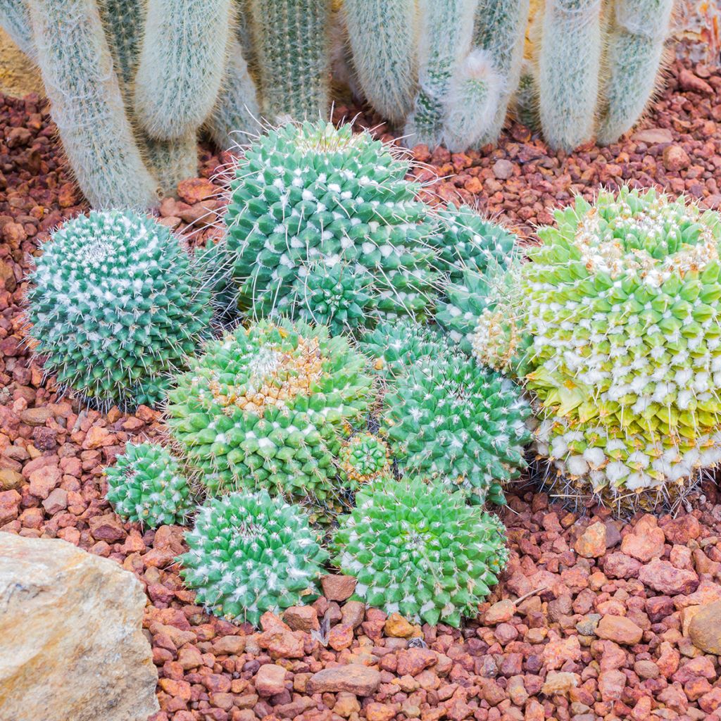 Mammillaria nejapensis Silver Arrows - Cactus
