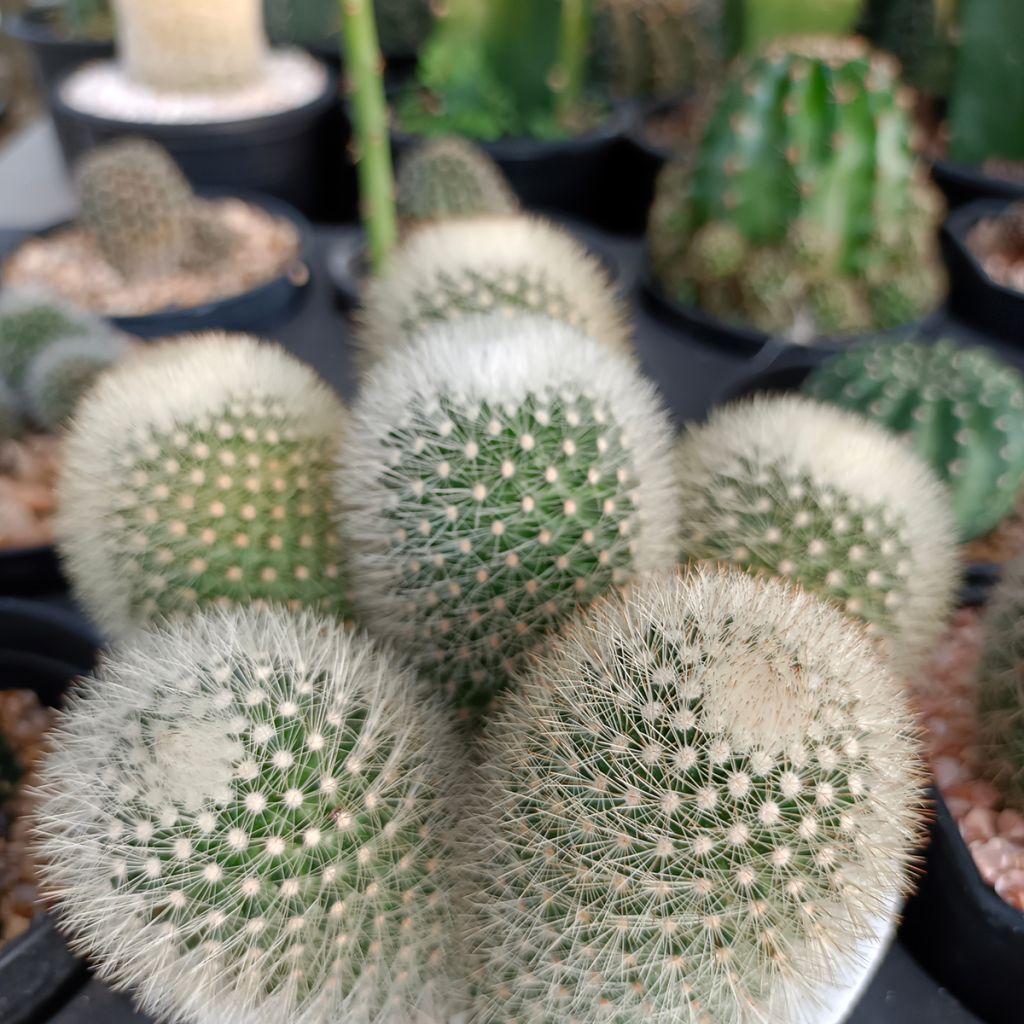 Mammillaria pilcayensis - Cactus