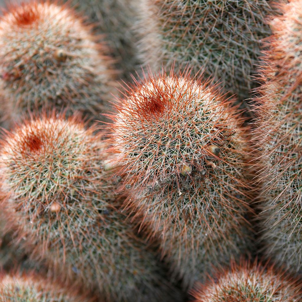 Mammillaria spinosissima f. rubrispina - Red Headed Irishman
