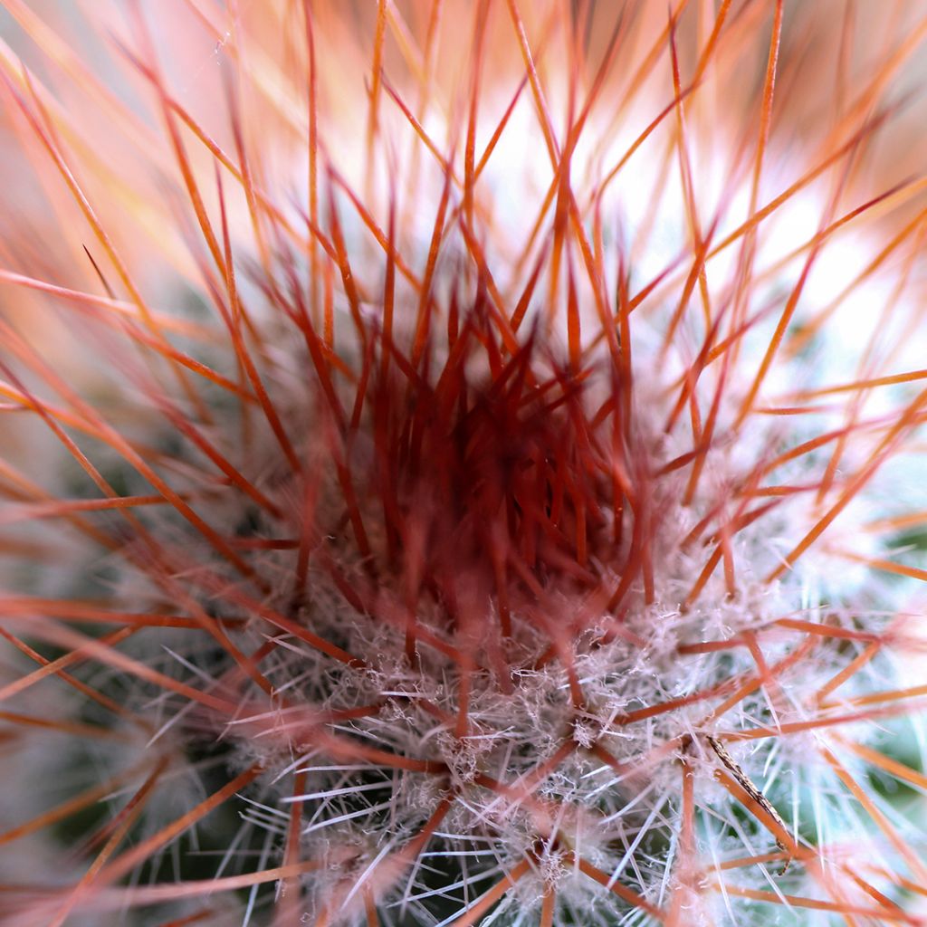 Mammillaria spinosissima f. rubrispina - Red Headed Irishman