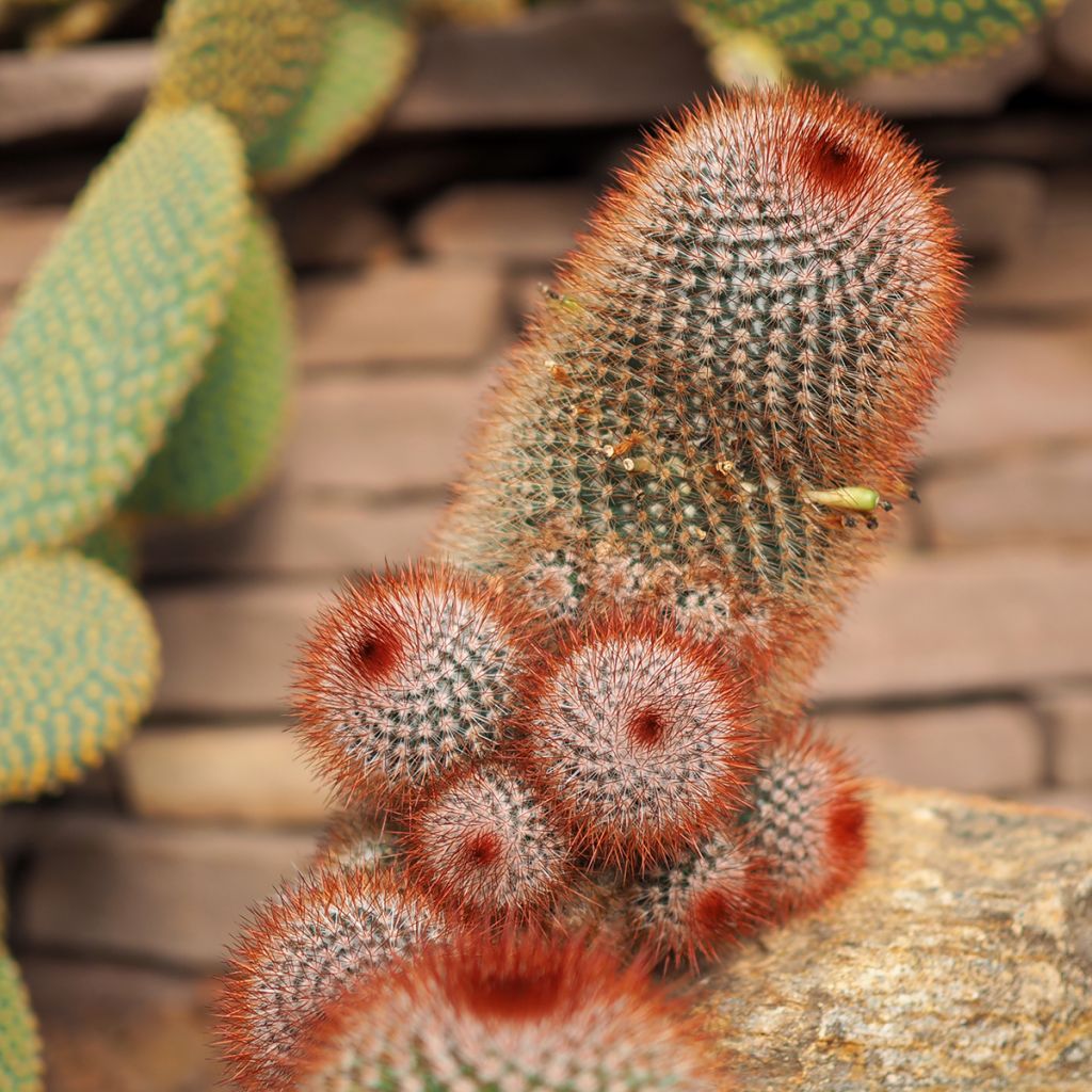 Mammillaria spinosissima f. rubrispina - Red Headed Irishman