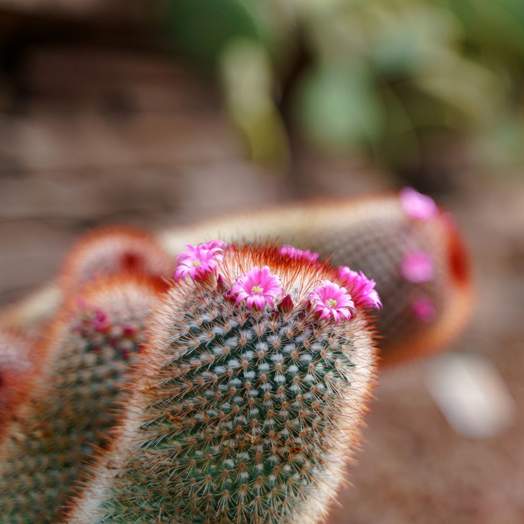 Mammillaria spinosissima f. rubrispina - Red Headed Irishman
