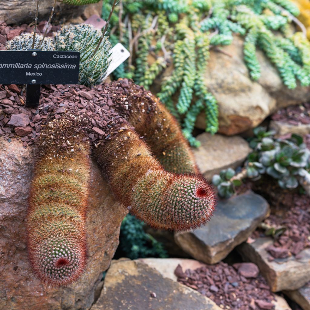 Mammillaria spinosissima f. rubrispina - Red Headed Irishman