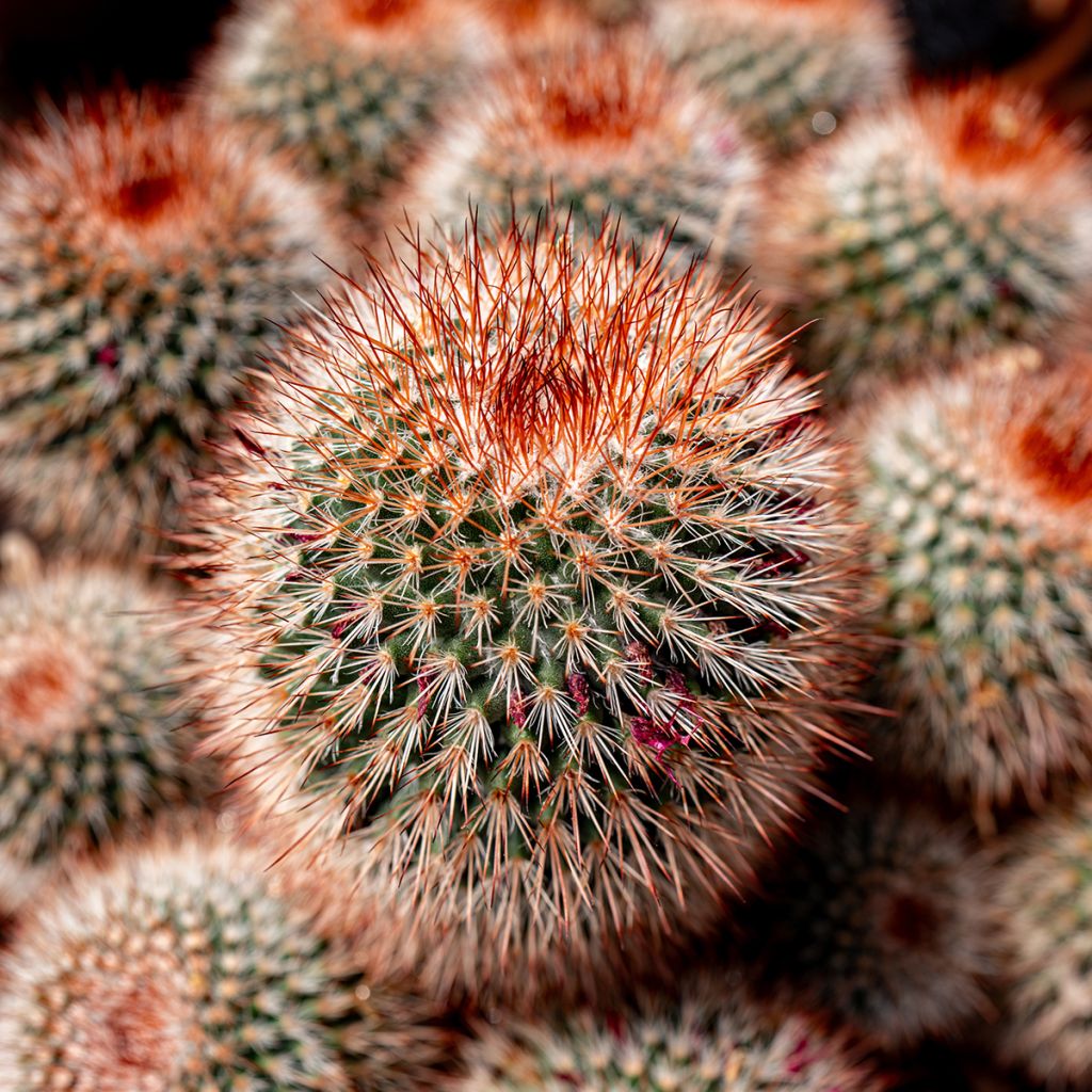 Mammillaria spinosissima f. rubrispina - Red Headed Irishman