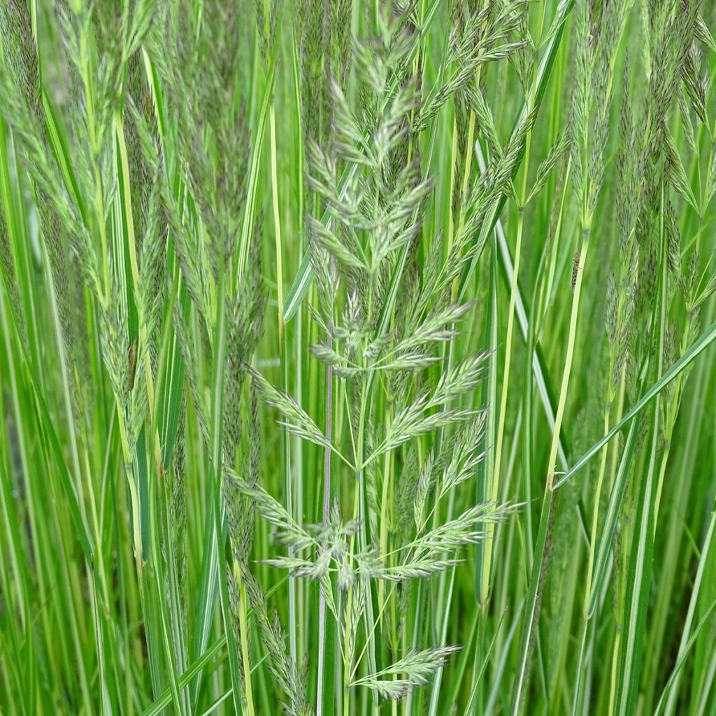 Calamagrostis acutiflora Avalanche - Feather Reed Grass