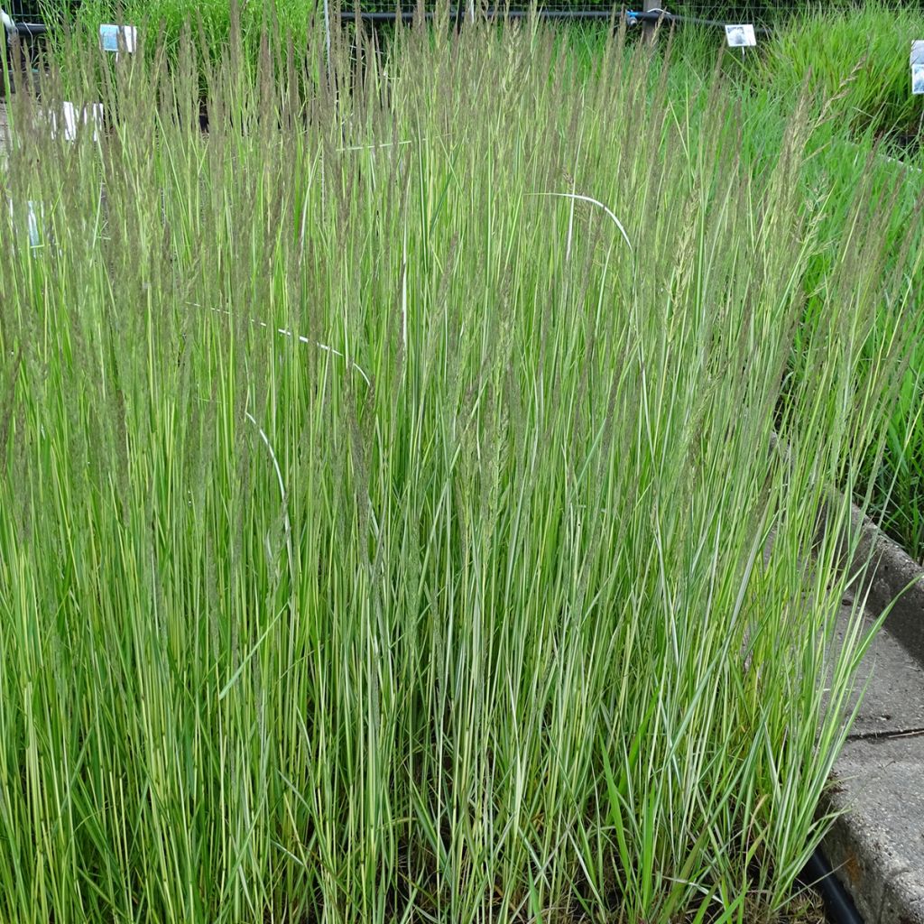 Calamagrostis acutiflora Avalanche - Feather Reed Grass