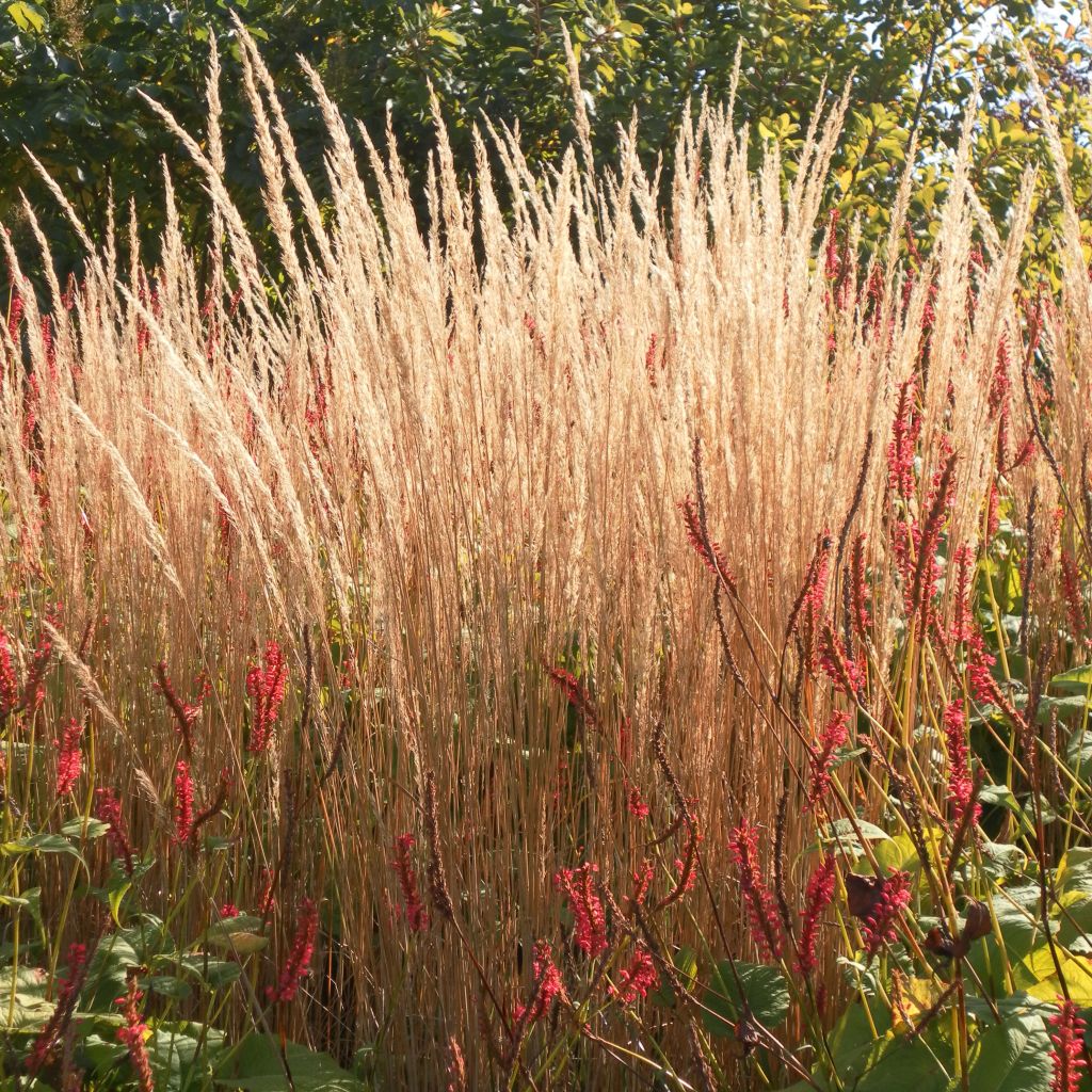 Calamagrostis acutiflora Karl Foerster - Feather Reed Grass