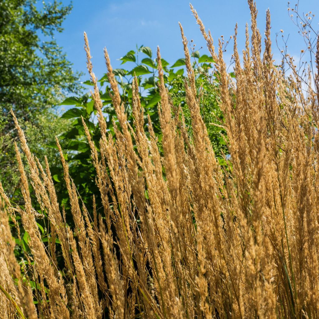 Calamagrostis acutiflora Overdam - Feather Reed Grass