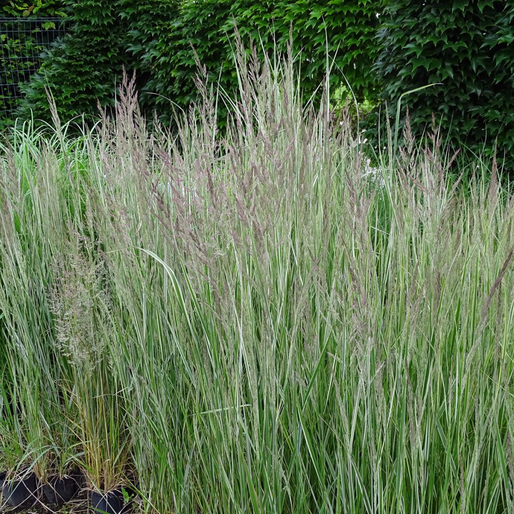 Calamagrostis acutiflora Overdam - Feather Reed Grass