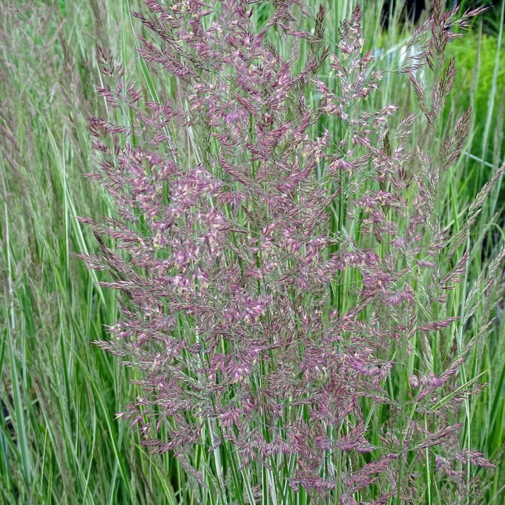 Calamagrostis acutiflora Overdam - Feather Reed Grass