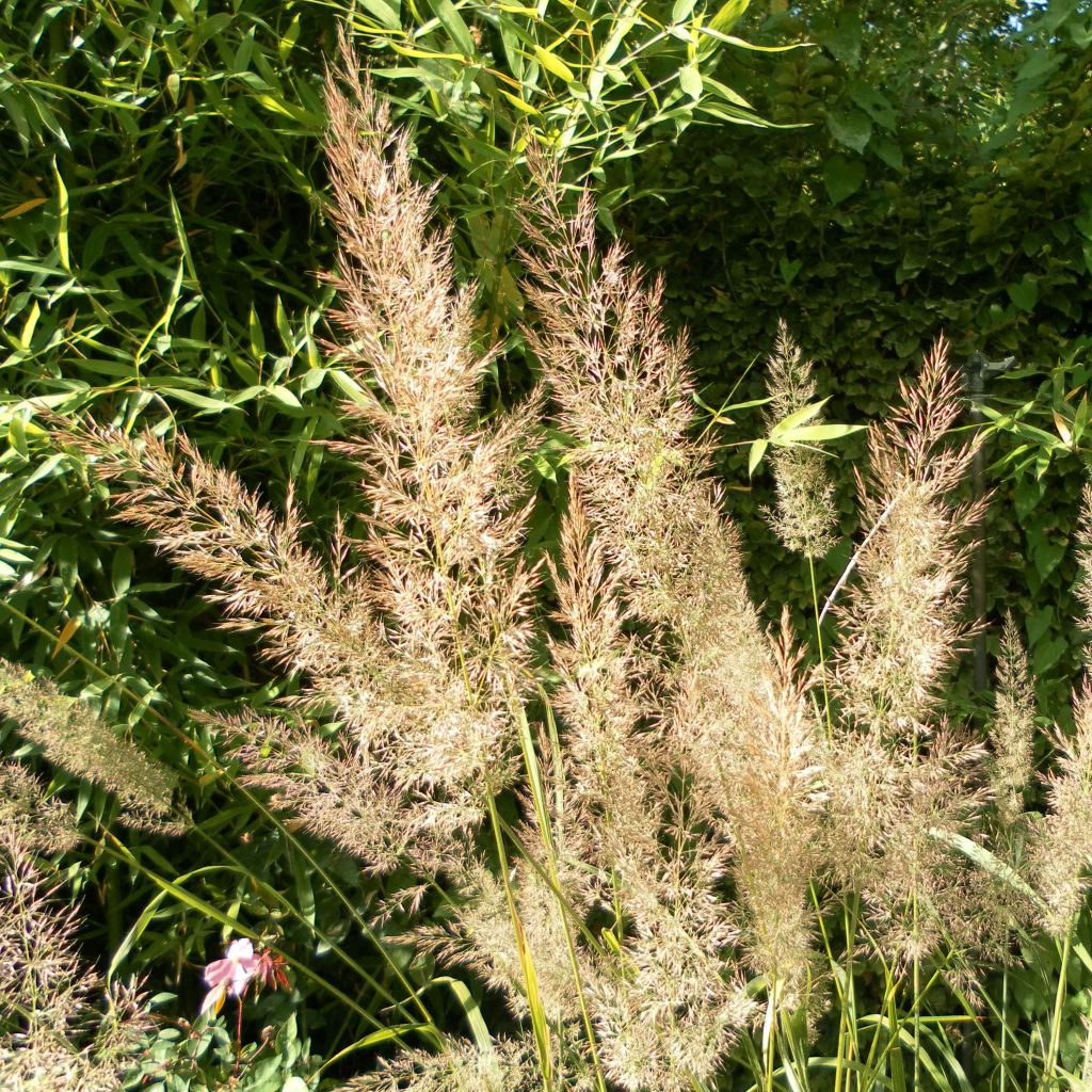 Calamagrostis brachytricha - Feather Reed Grass
