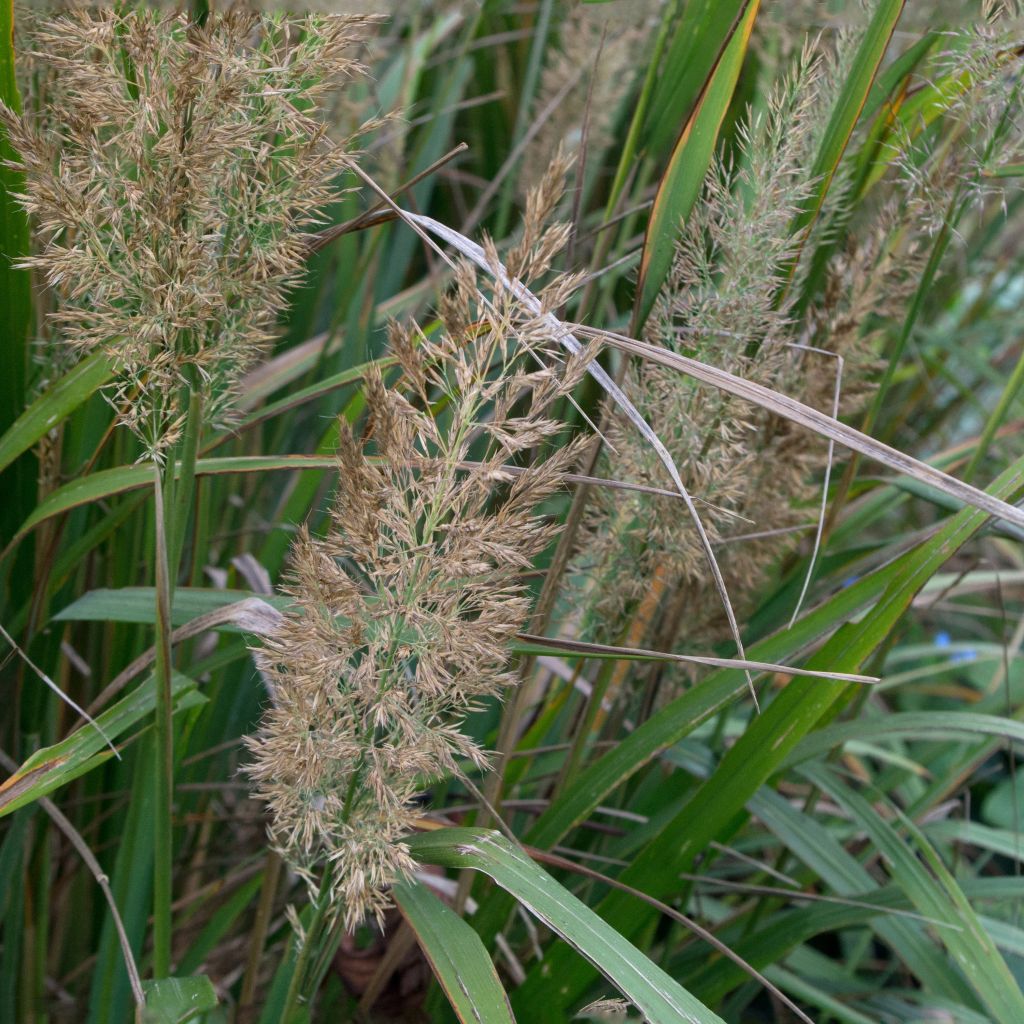 Calamagrostis brachytricha - Feather Reed Grass