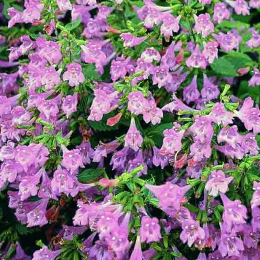 Calamintha grandiflora - Calamint