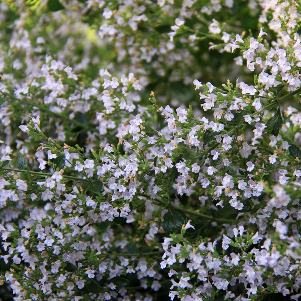 Calamintha nepeta - Calamint