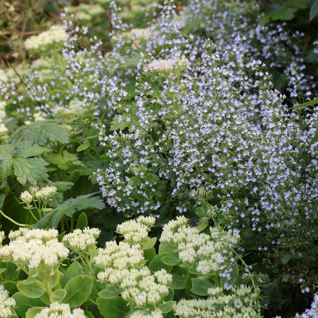Calamintha nepeta - Calamint