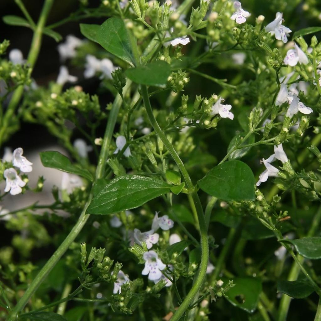 Calamintha nepeta White Cloud - Calamint