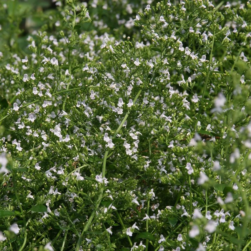 Calamintha nepeta White Cloud - Calamint