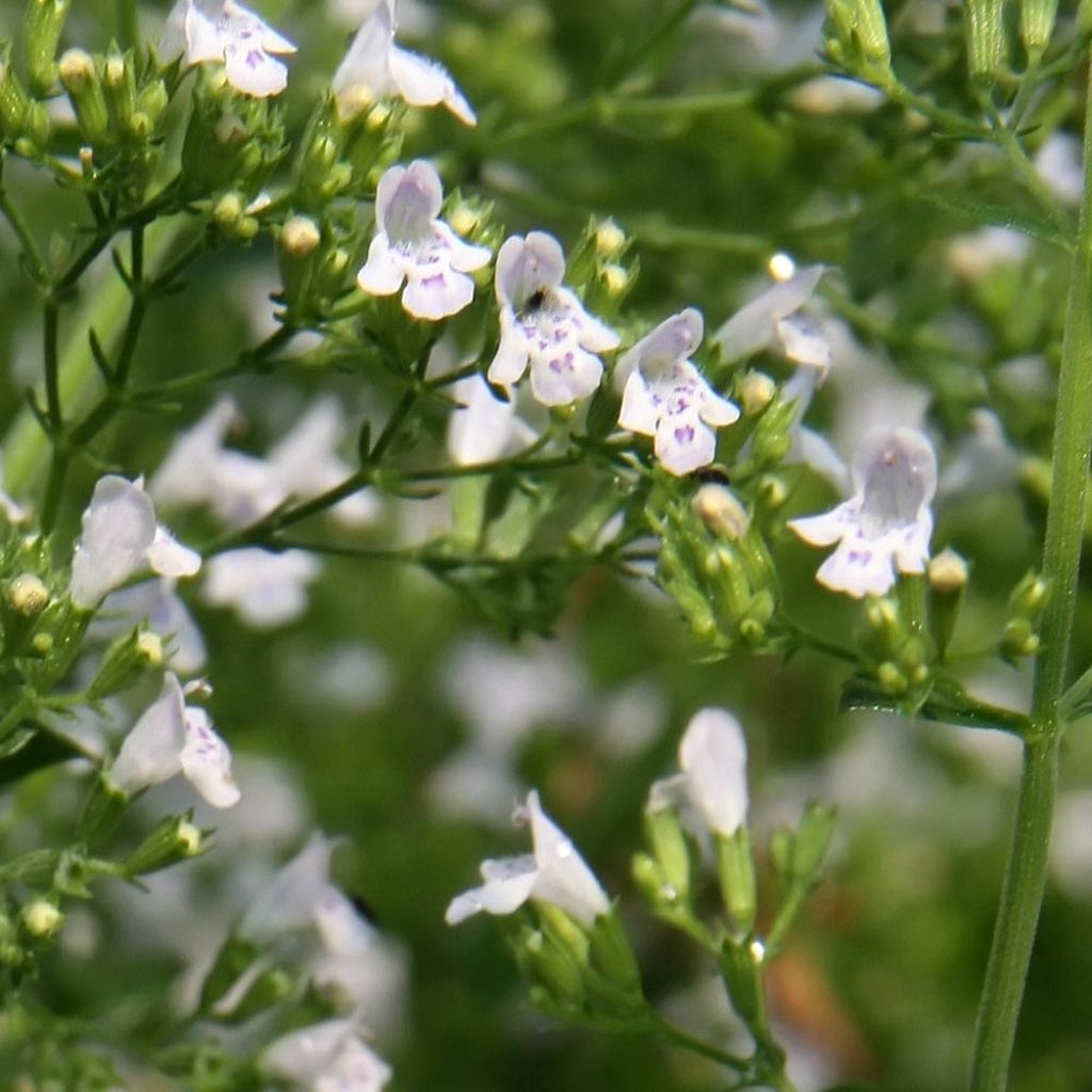 Calamintha nepeta White Cloud - Calamint