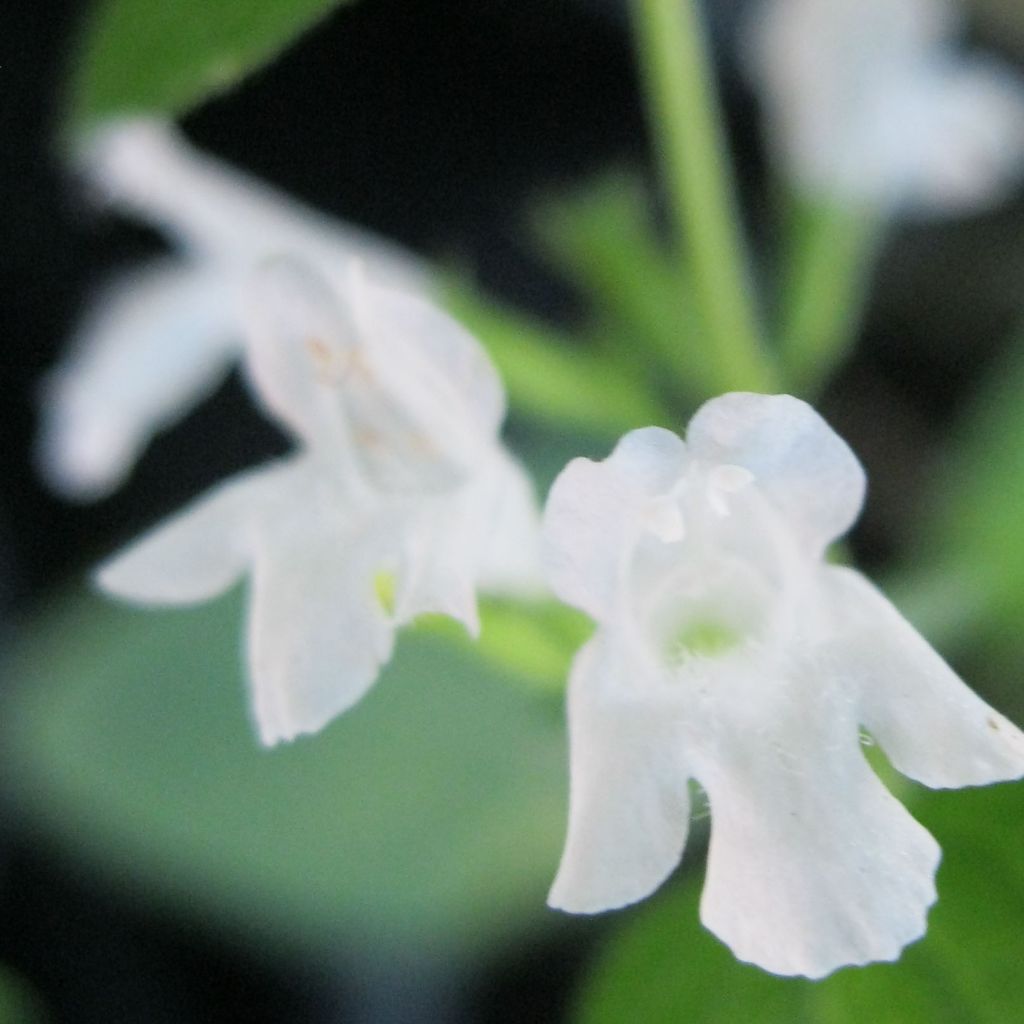 Calamintha sylvatica Menthe - Calamint