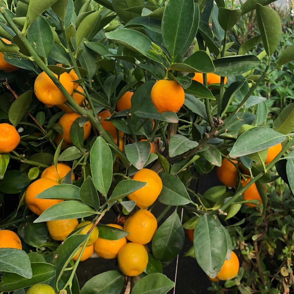Calamondin - Citrus madurensis