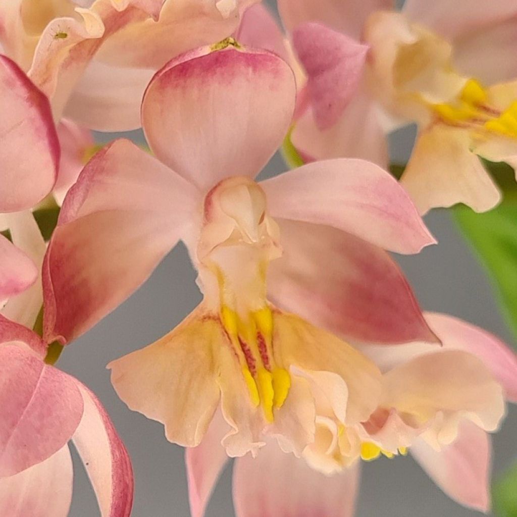 Calanthe Arizona Dream - Garden orchid