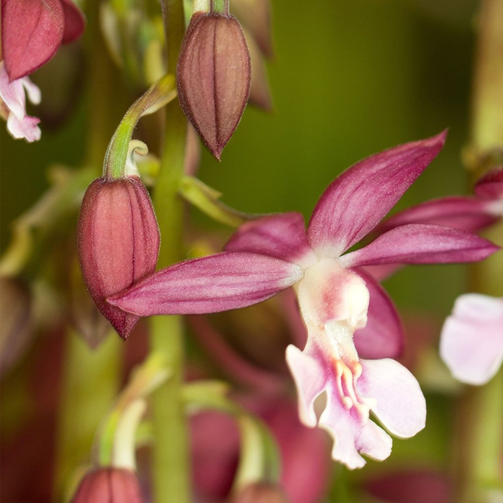 Calanthe Kozu - Garden orchid