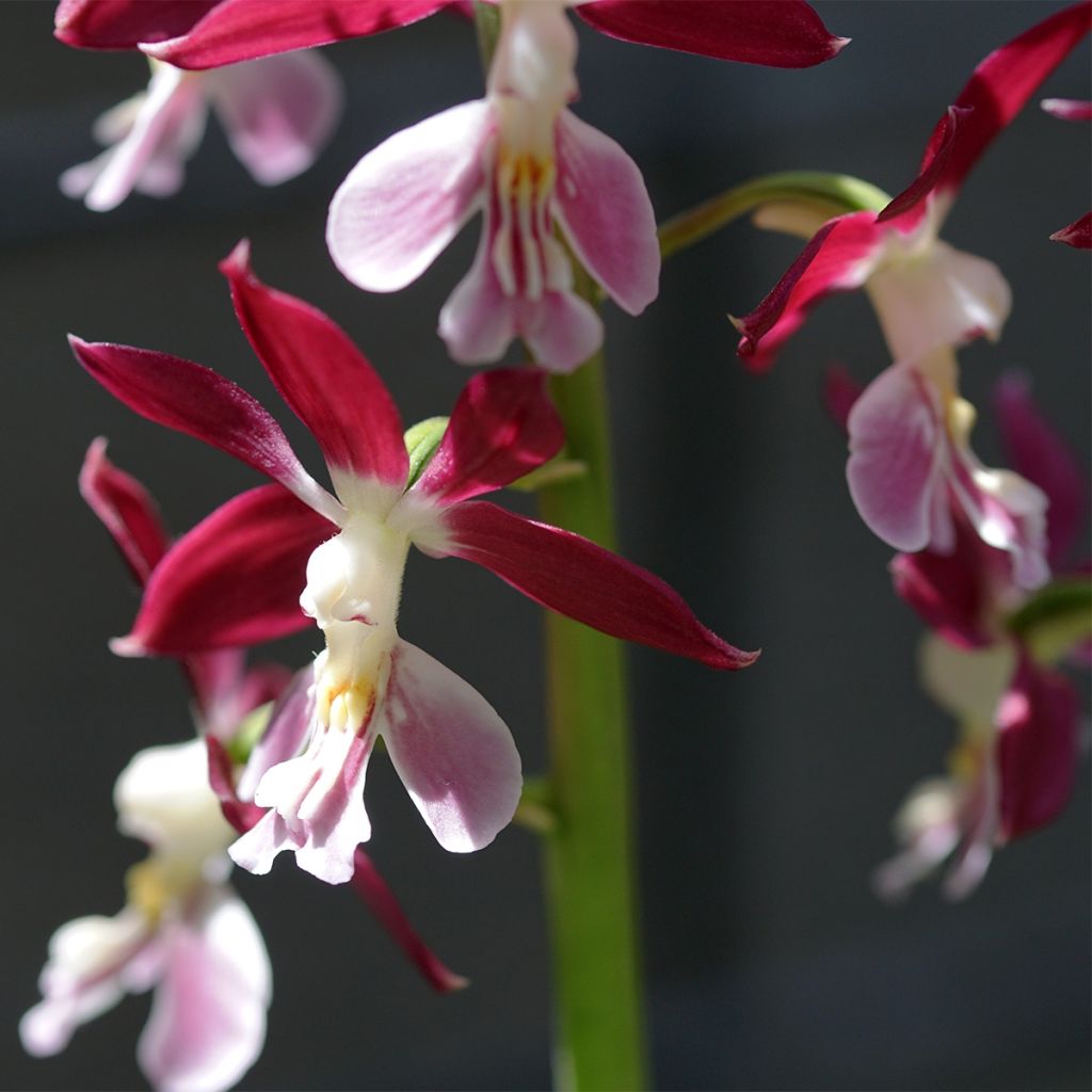 Calanthe Kozu - Garden orchid