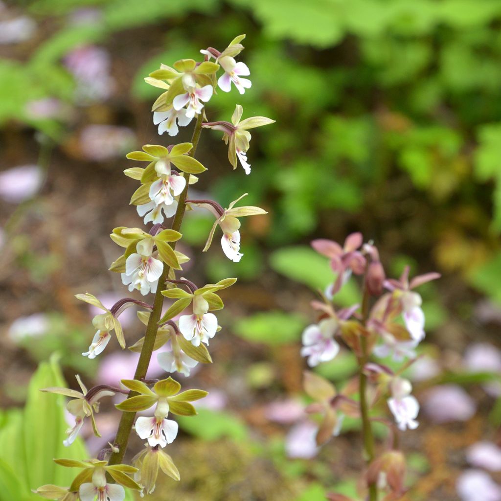 Calanthe Olive Green - Garden orchid
