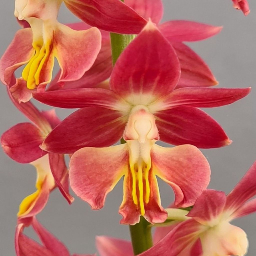 Calanthe Red Sunset - Garden orchid