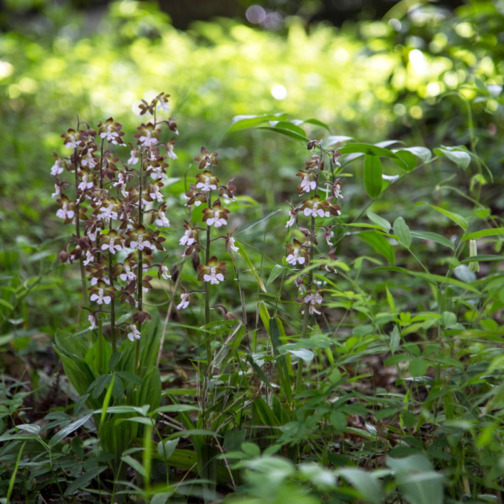 Calanthe discolor - Garden orchid