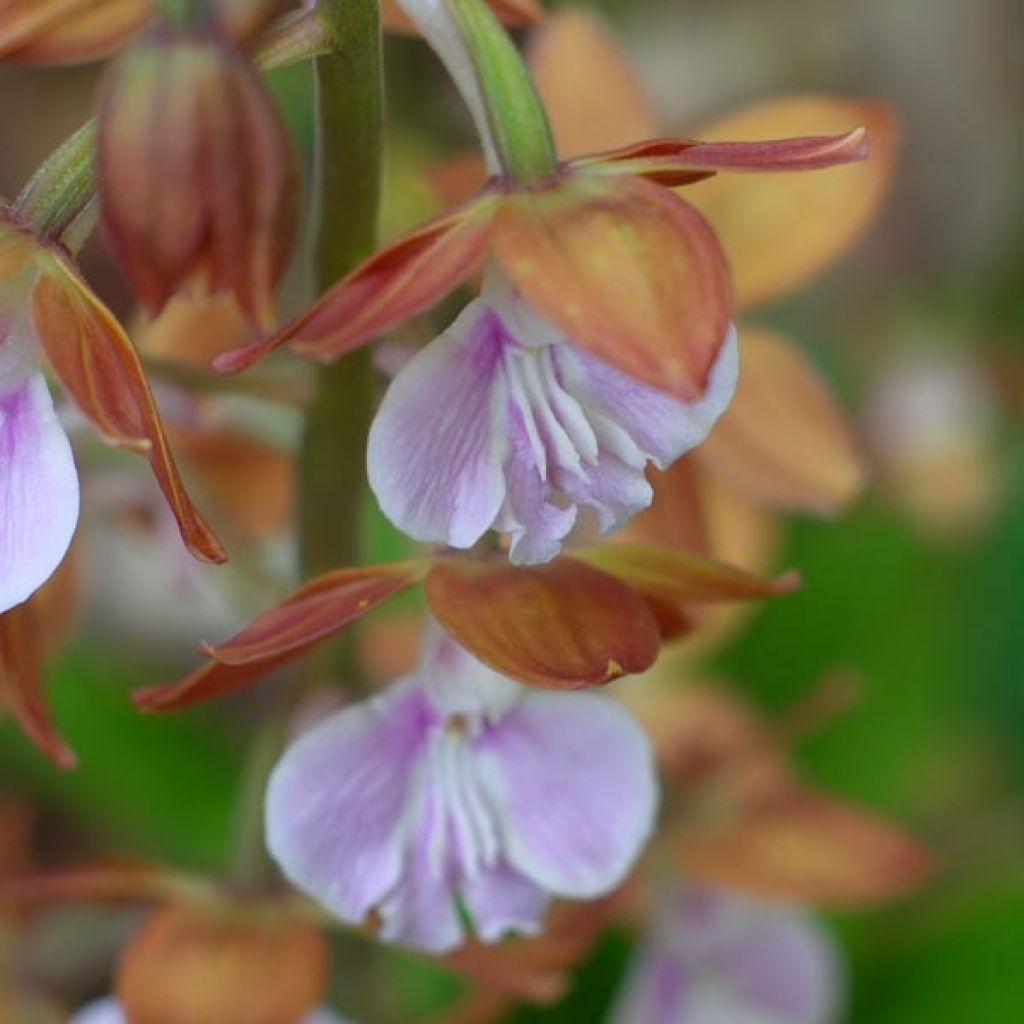 Calanthe discolor - Garden orchid