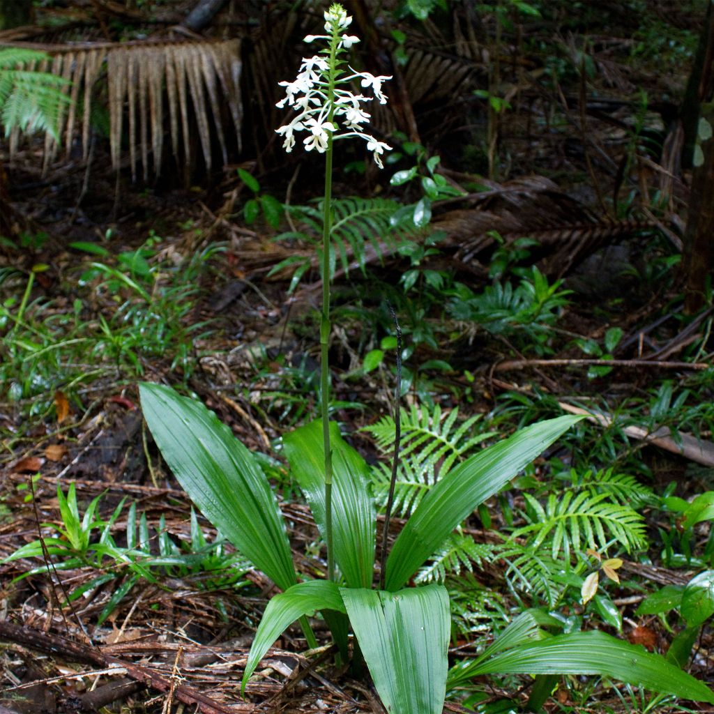 Calanthe triplicata - Garden orchid