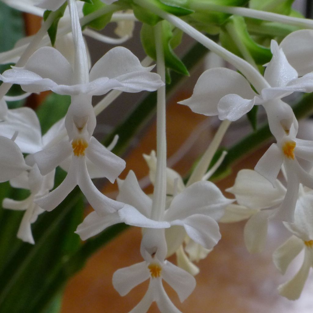 Calanthe triplicata - Garden orchid