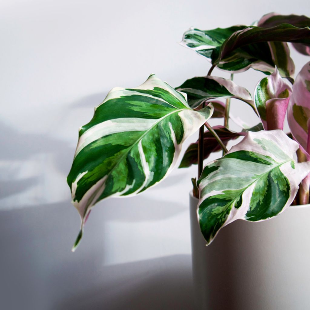 Calathea lietzei Fusion White - Peacock plant