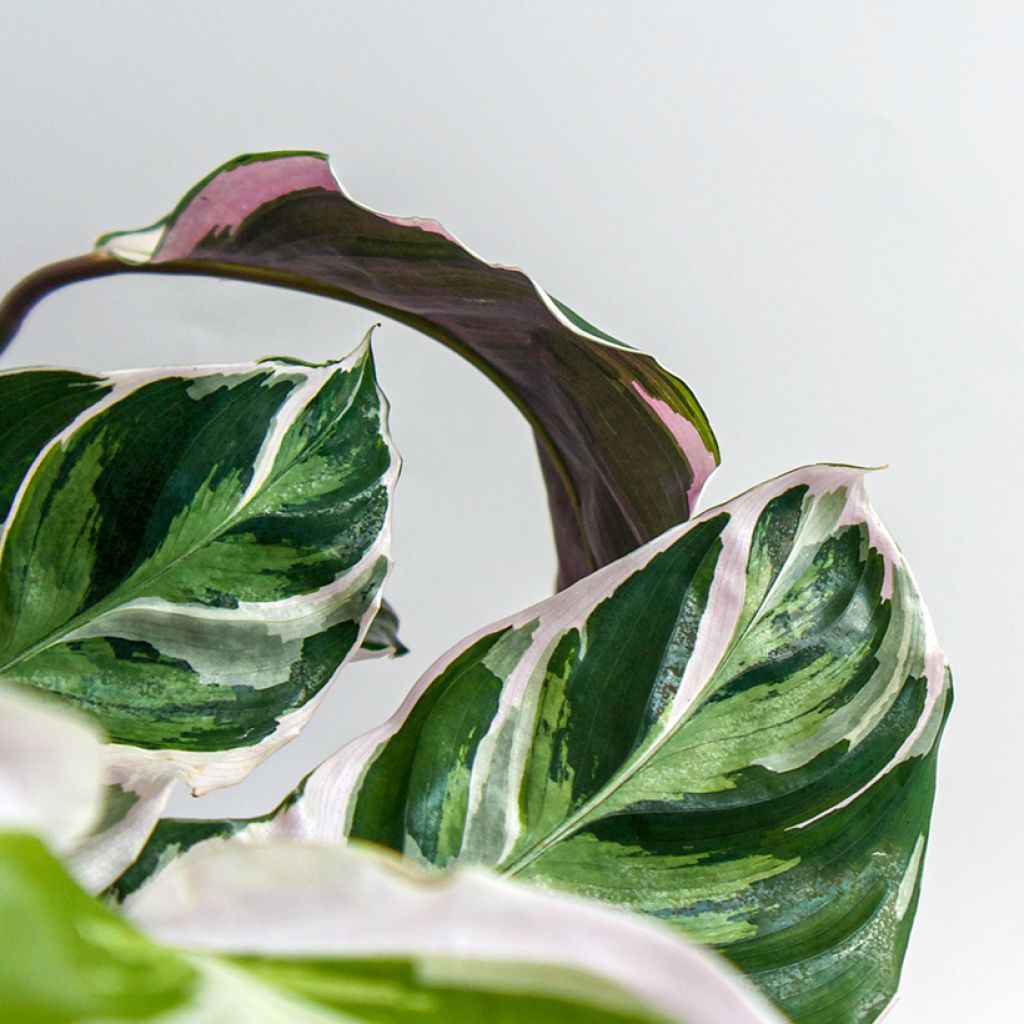 Calathea lietzei Fusion White - Peacock plant