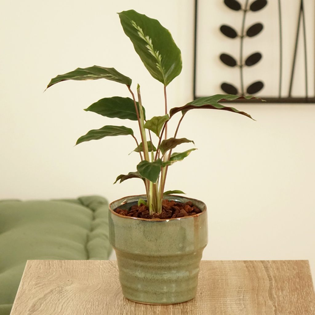 Calathea louisae Maui Queen - Peacock plant