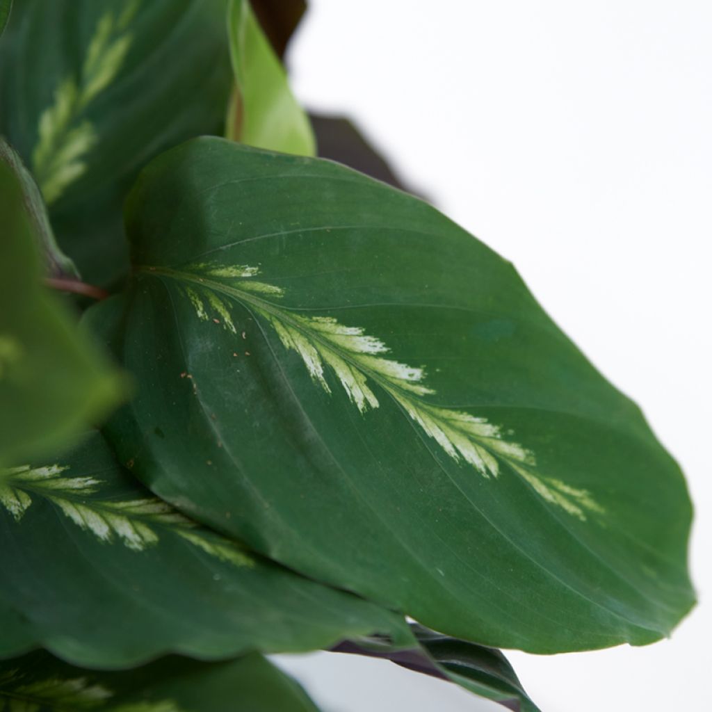 Calathea louisae Maui Queen - Peacock plant