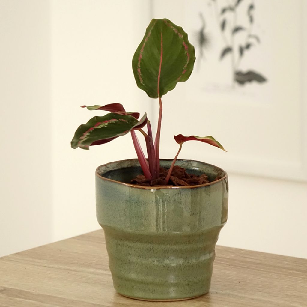 Calathea roseopicta Medallion - Rose-painted calathea