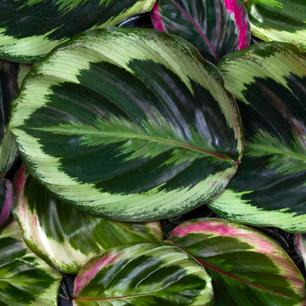 Calathea roseopicta Medallion - Rose-painted calathea