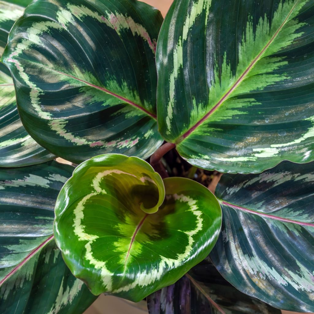 Calathea roseopicta Medallion - Rose-painted calathea
