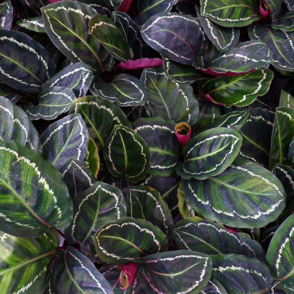 Calathea roseopicta Medallion - Rose-painted calathea