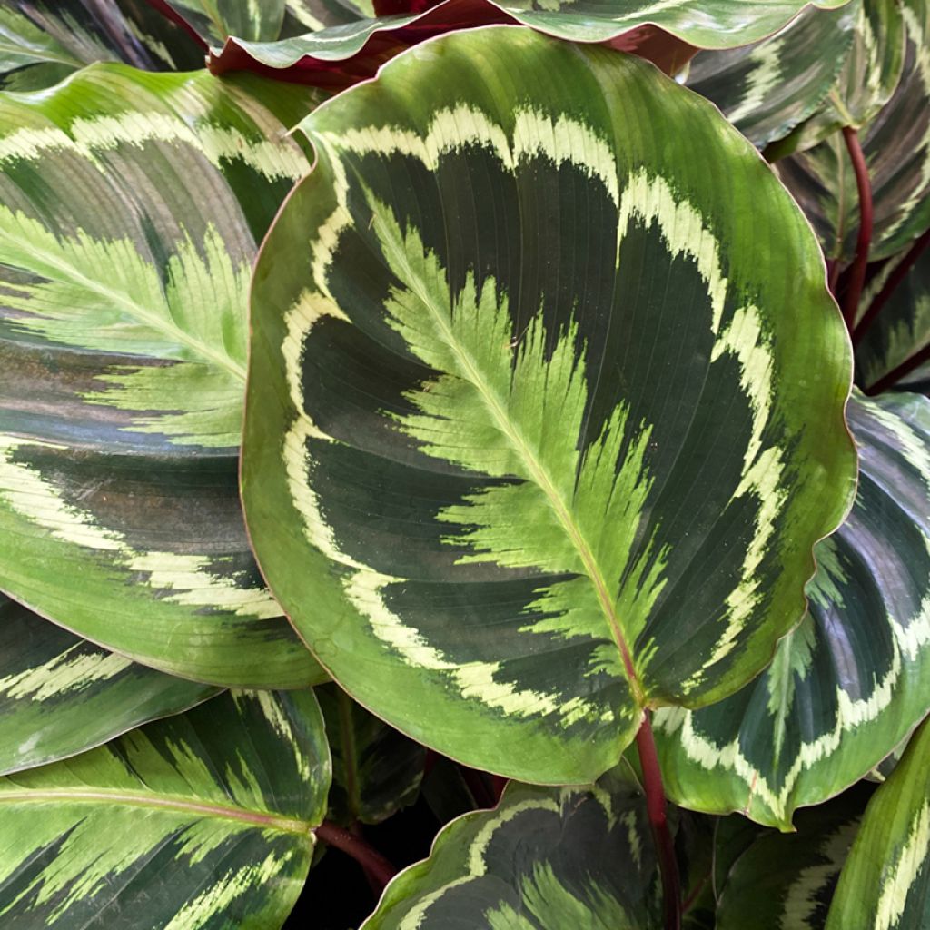 Calathea roseopicta Medallion - Rose-painted calathea