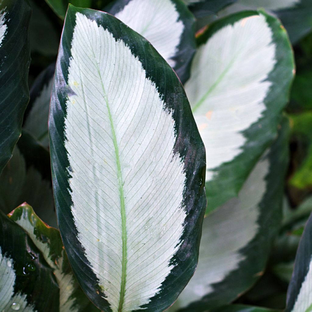 Calathea roseopicta Royal Standard