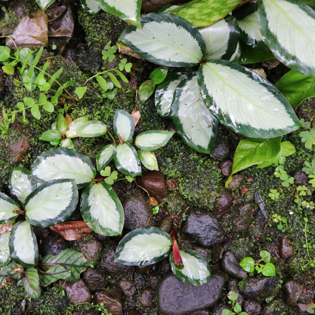 Calathea roseopicta Royal Standard