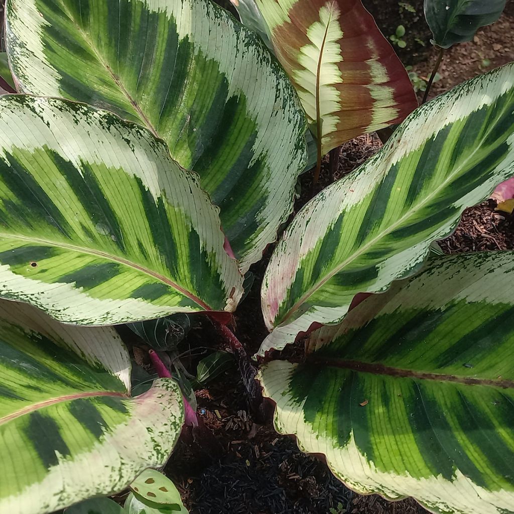 Calathea Angela - Rose-painted calathea