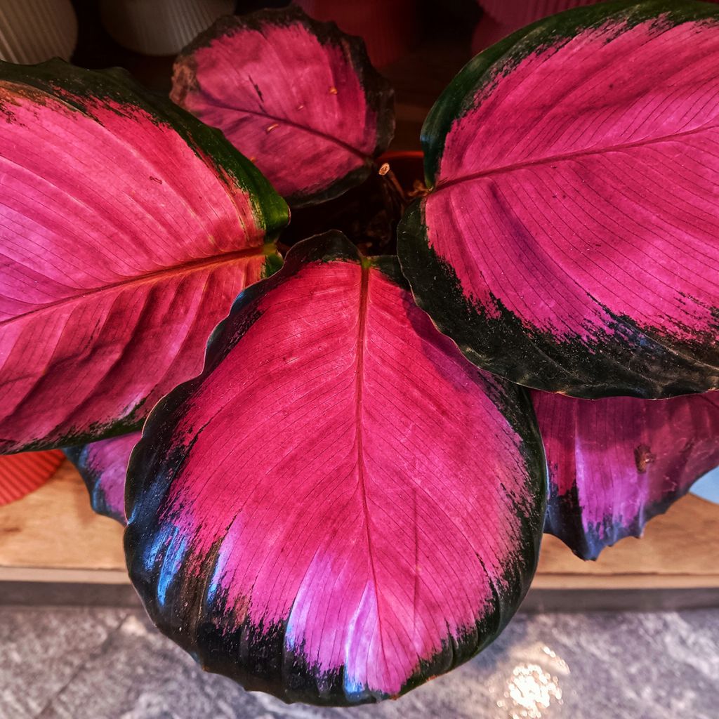 Calathea roseopicta Purple Rose - Rose-painted calathea