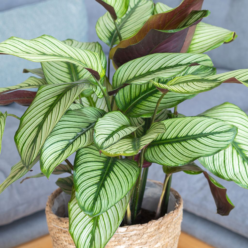 Calathea majestica White Star - Majestic prayer plant
