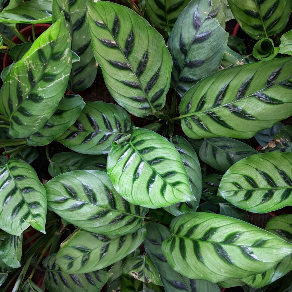 Calathea sanguinea