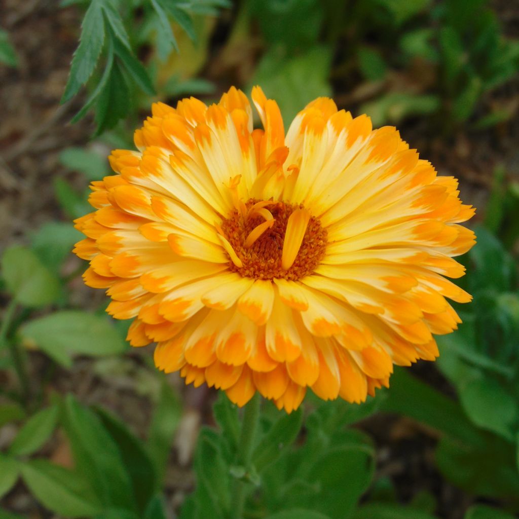 Calendula officinalis Seeds - Pot Marigold